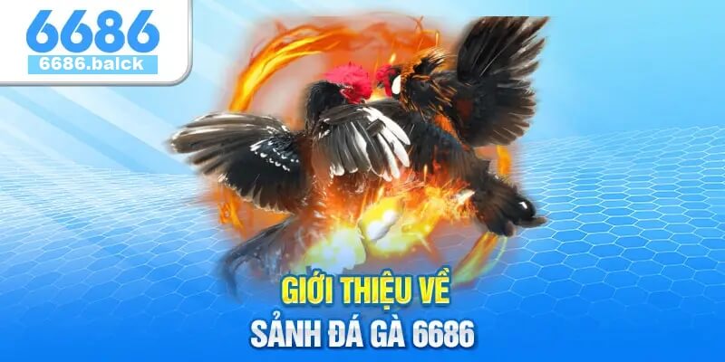 Khám Phá Sảnh Đá Gà 6686