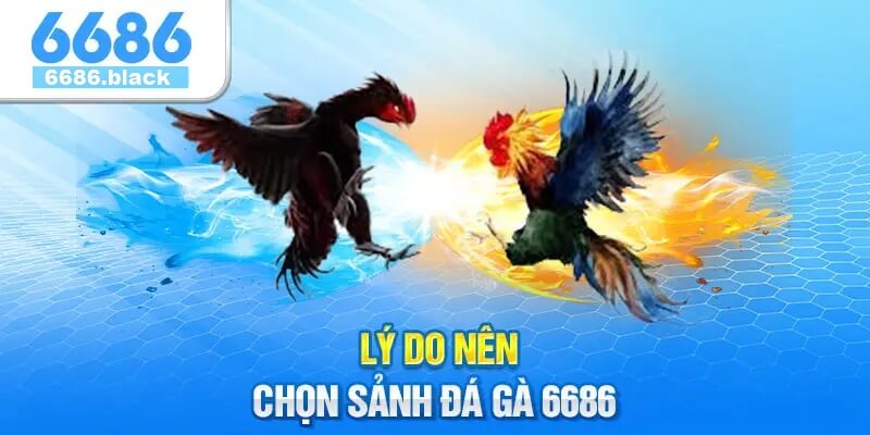 Lý Do Nên Chọn Sảnh Đá Gà 6686