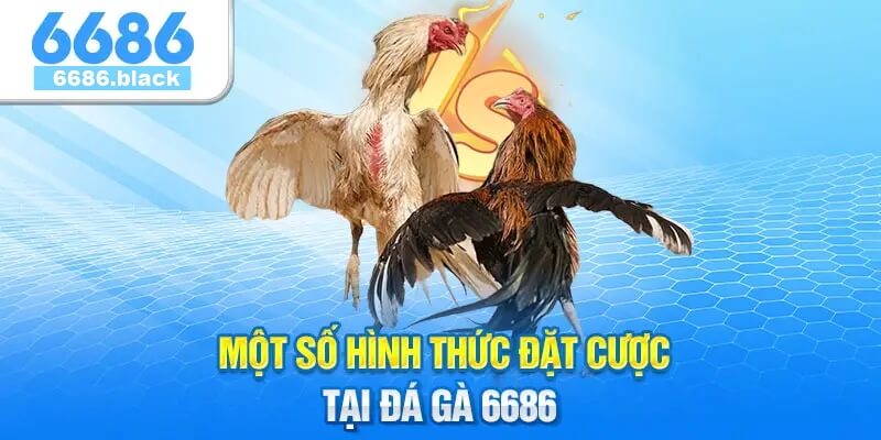 Hình Thức Đặt Cược Tại Đá Gà 6686